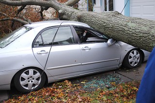 Tree falls on car